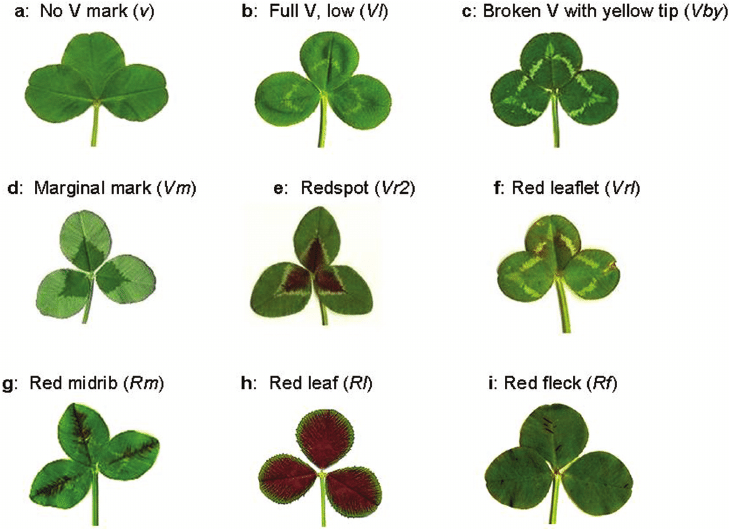 Clover License Key